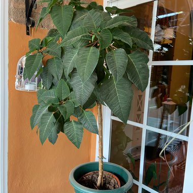 Euphorbia pulcherrima