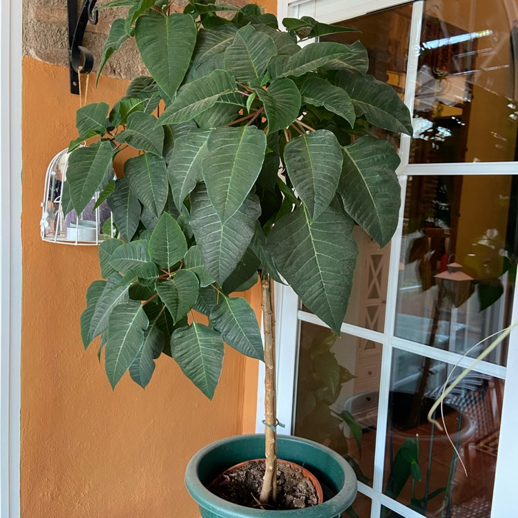 plant image 1423789