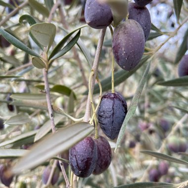Olea europaea