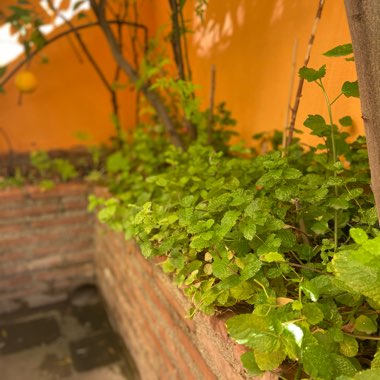 Mentha