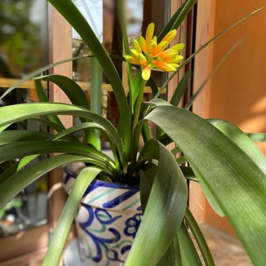 Clivia