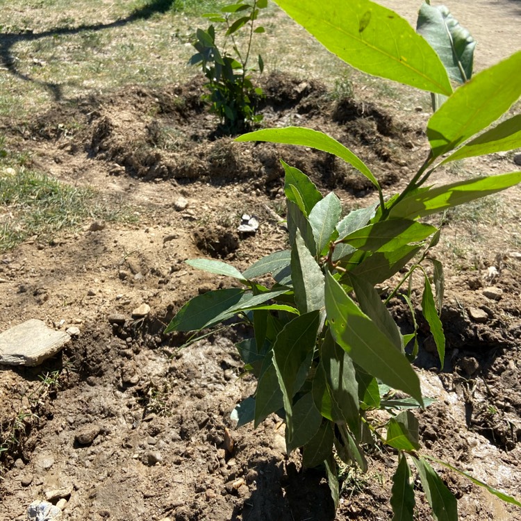 plant image 1458485