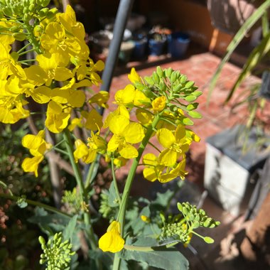Damon's garden