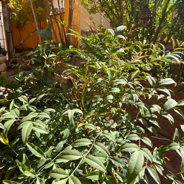 Damon's garden