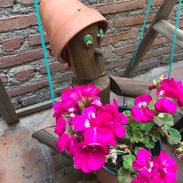 plant image 740352