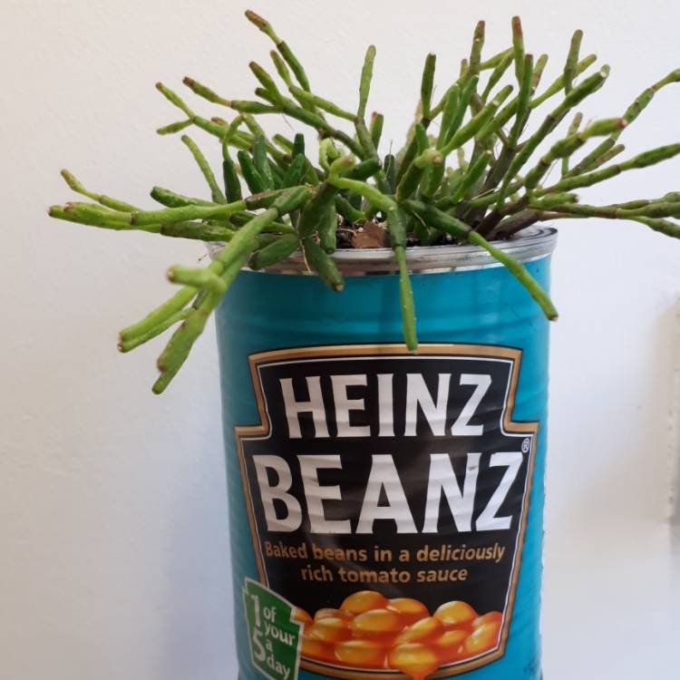 Plant image Rhipsalis burchelli