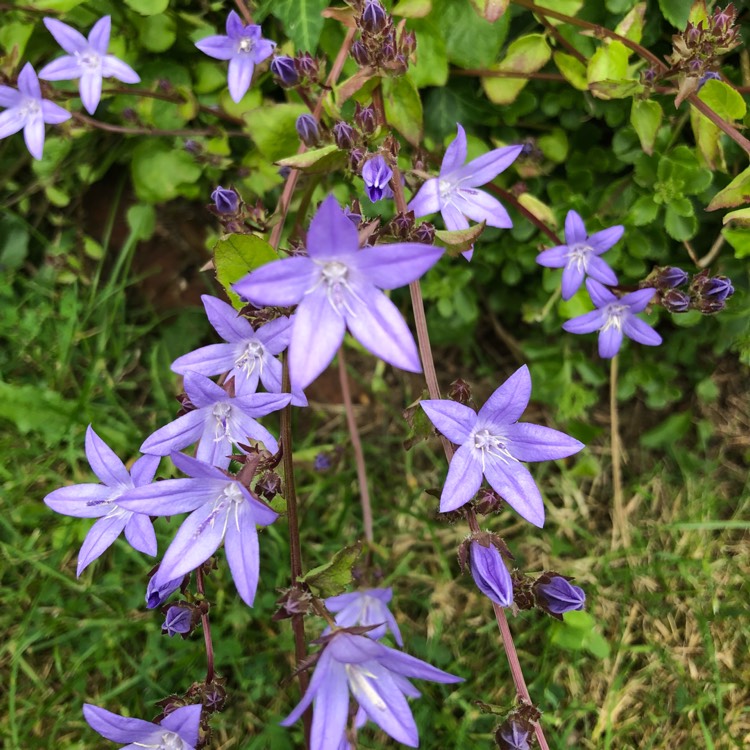 Plant image Campanula portenschlagiana 'Blue Sky'