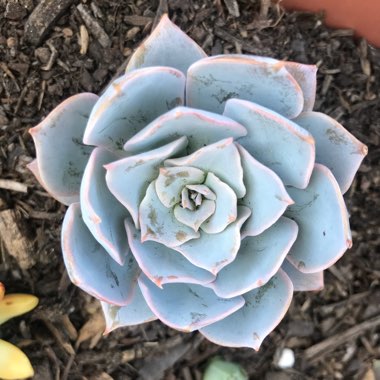 Carmen's garden