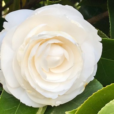 Camellia