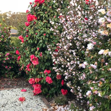 Vicki's garden