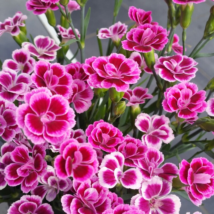 Plant image Dianthus 'Pink Kisses'