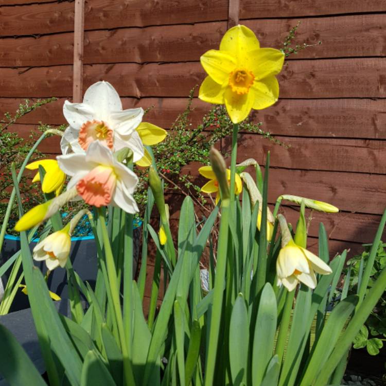 Plant image Narcissus 'High Society'