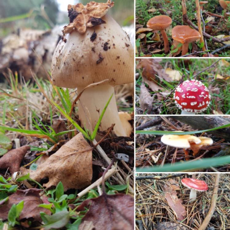 Plant image Amanita muscaria