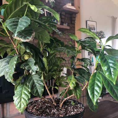 Coffea Arabica