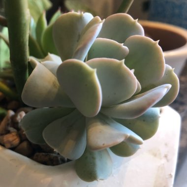 Echeveria Pinwheel Revolution