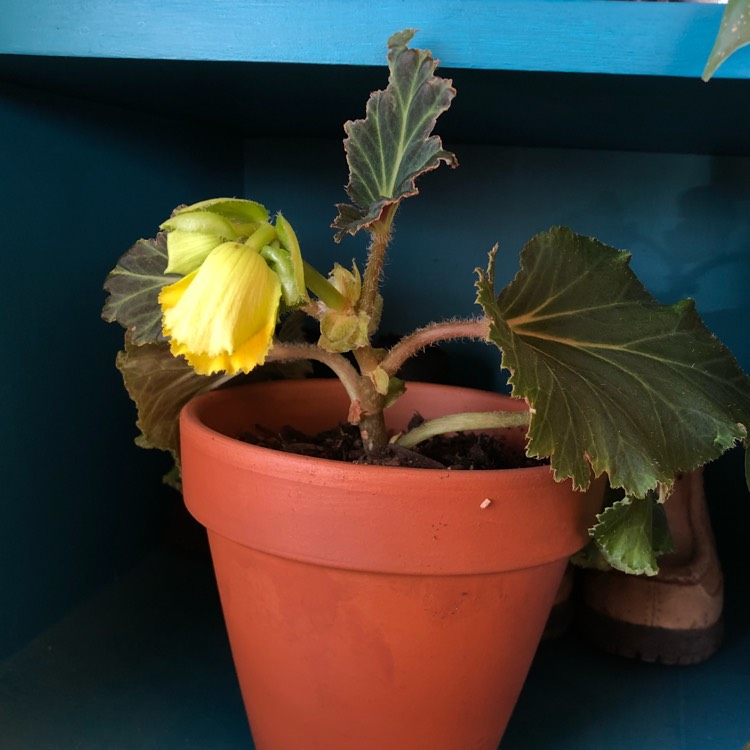 plant image 856618 plant image 856618