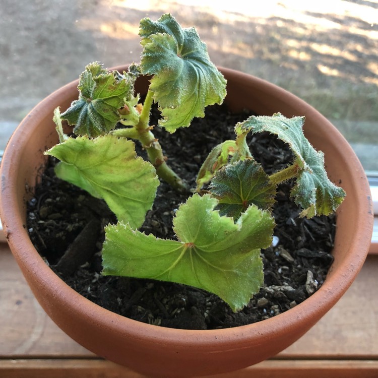 plant image 856619 plant image 856619