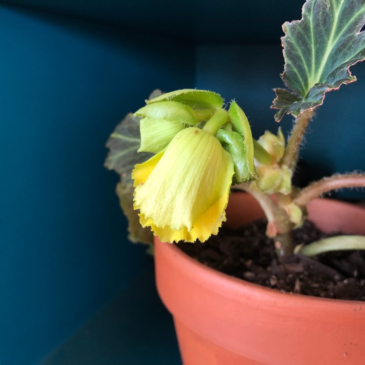 plant image 856620 plant image 856620
