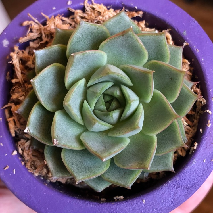 plant image 868407