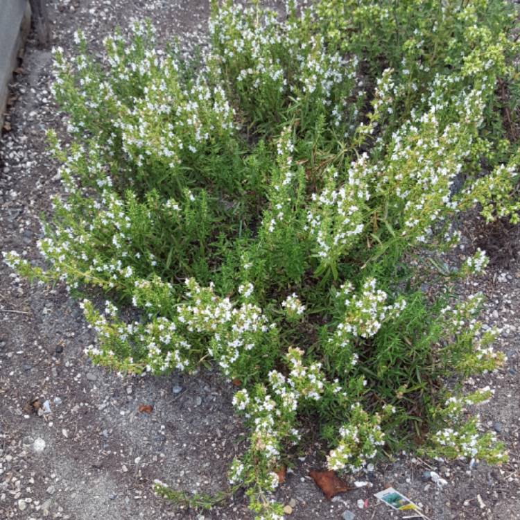 Plant image Satureja montana