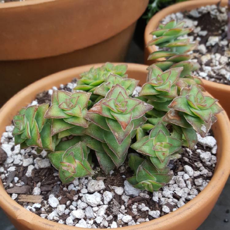 Crassula perforata variegata 'Jack In The Box', Crassula 'Jack In The ...