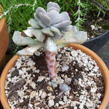 Pachyphytum Blue Haze