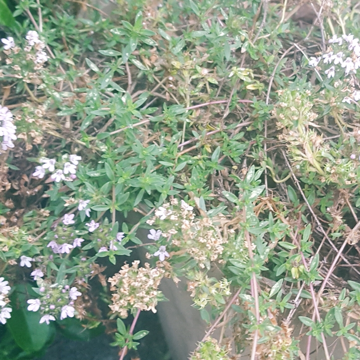 Plant image Thymus Herba Barona