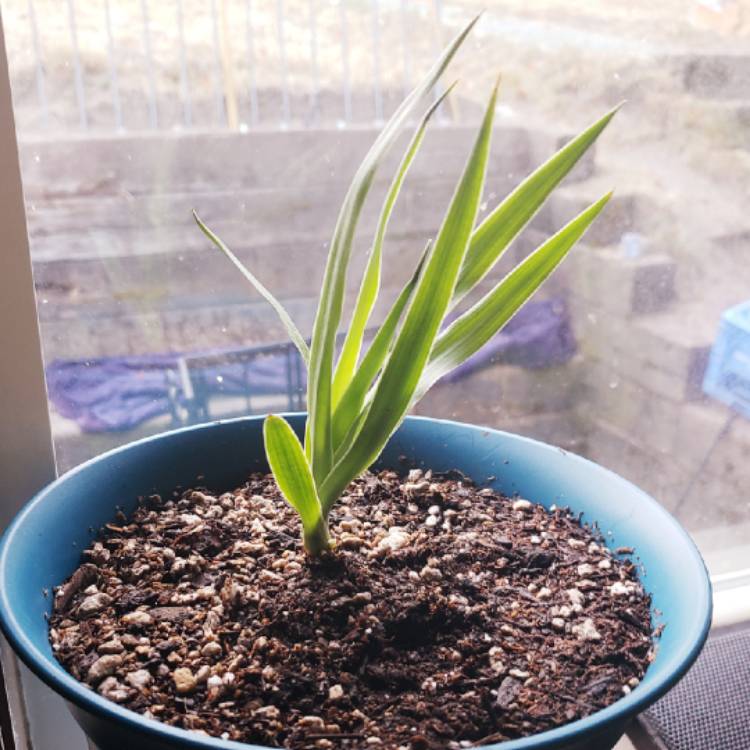 Plant image Dracaena Draco