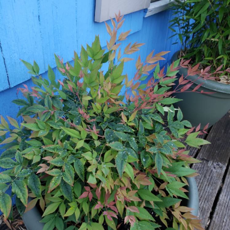 Plant image Nandina Domestica 'Gulfstream'