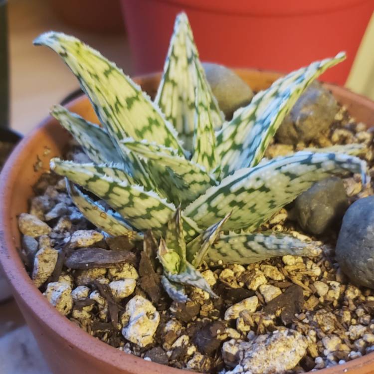 Plant image Aloe 'Blizzard'