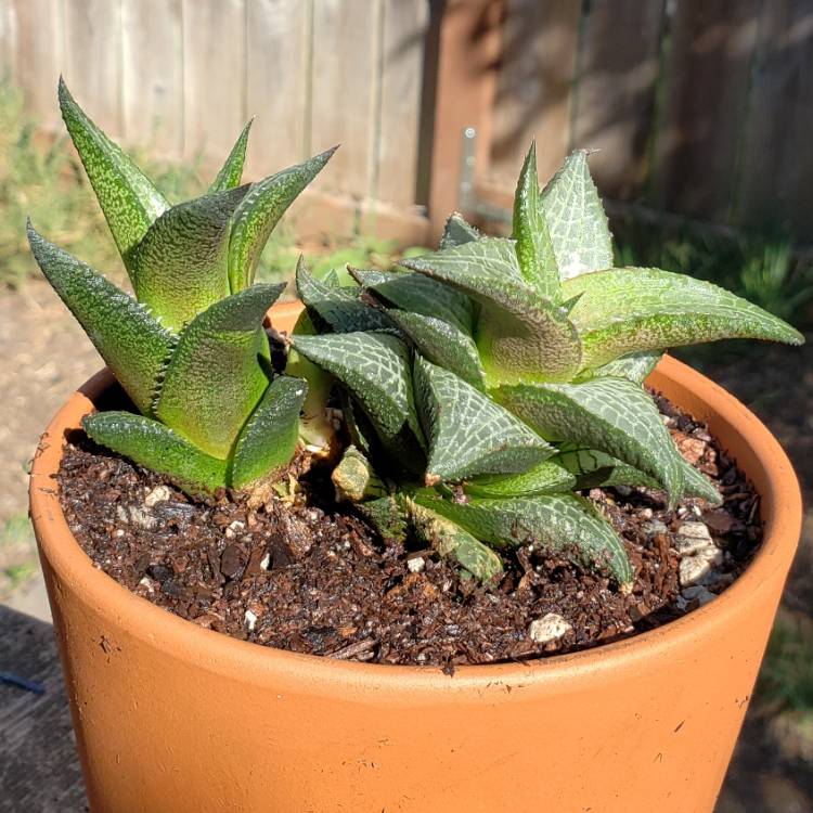 plant image 837568
