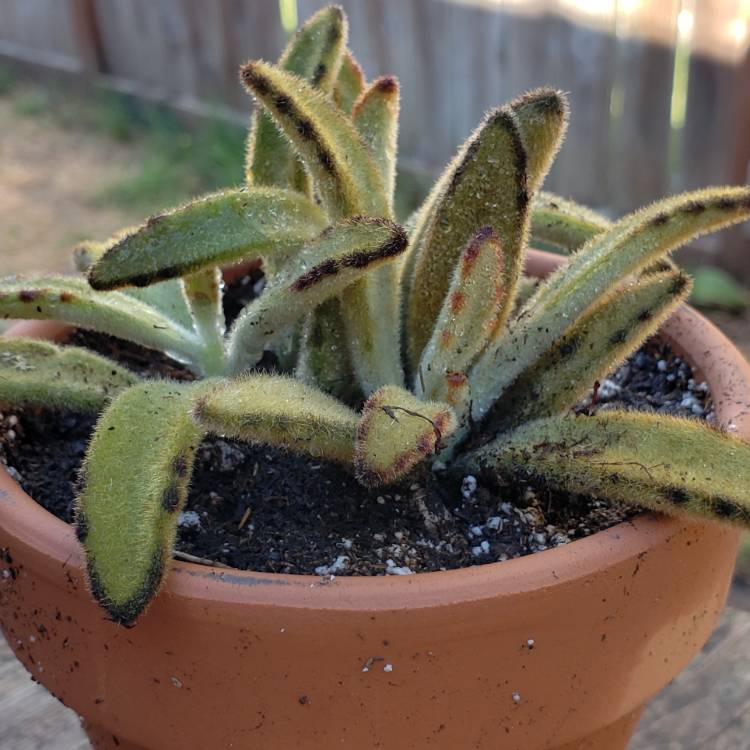 Plant image Kalanchoe Tomentosa Golden Girl