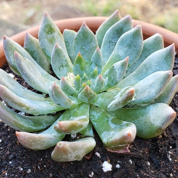 Plant image Echeveria Mebina