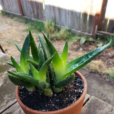 Haworthia 'Black Gem'