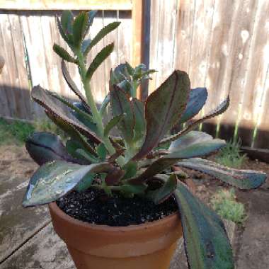 Echeveria Nodulosa