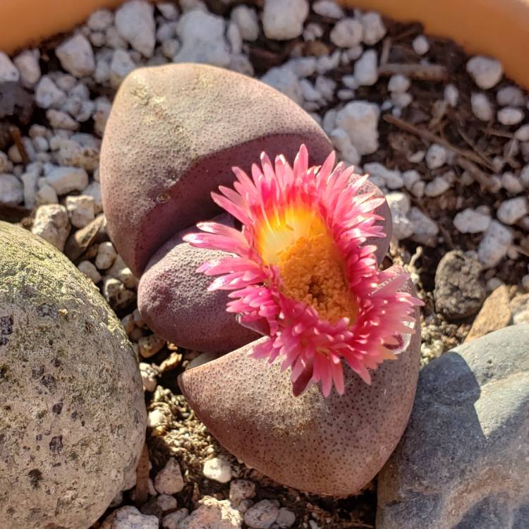 plant image 838759