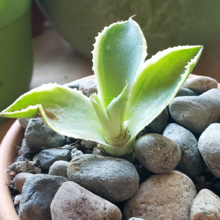 Plant image Agave 'Kissho Kan'