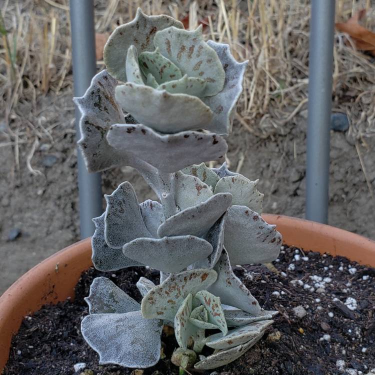 Plant image Kalanchoe rhombopilosa var. rhombopilosa