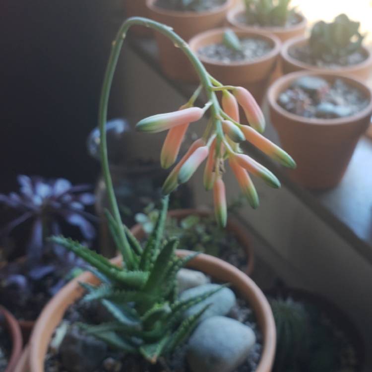 plant image 861912