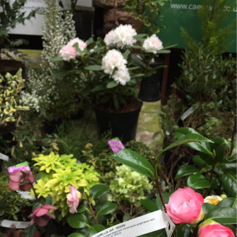 Plant image Camellia japonica 'Mark Alan'