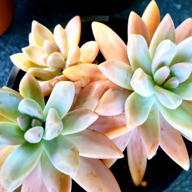 plant image 906424