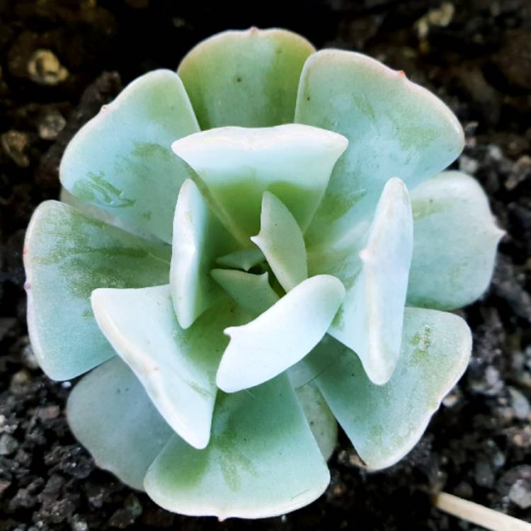 plant image 906425