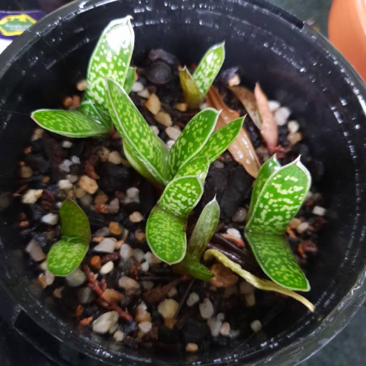Plant image Gasteria Big Brother