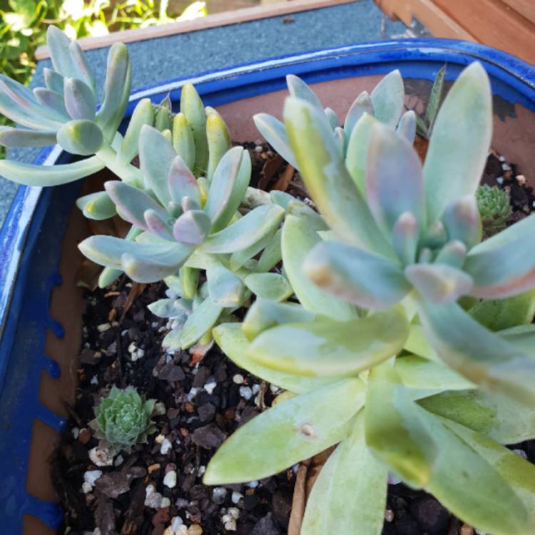 plant image 911156