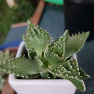 Faucaria 'Super Warty Tiger Jaws'