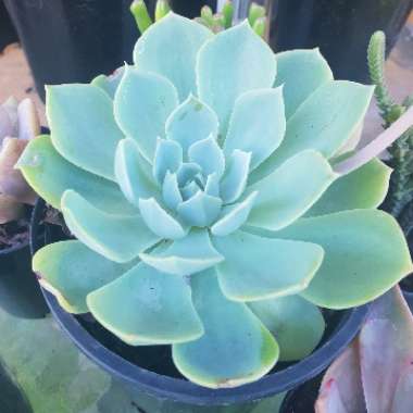 Sammie's garden