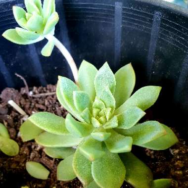Sedeveria 'Maialen'