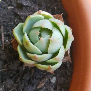 Echeveria 'Ben Badis'