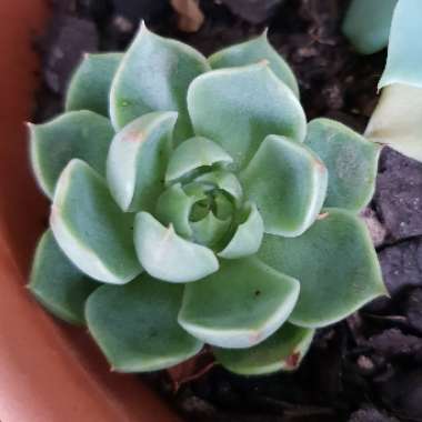 Echeveria 'Ben Badis'