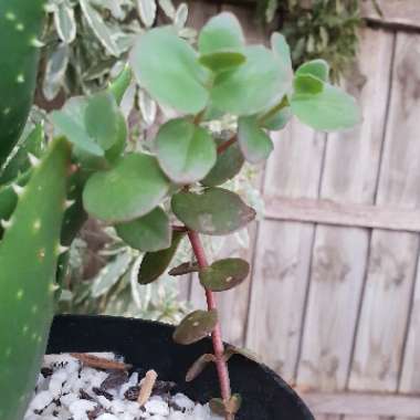 Hylotelephium 'Cherry Tart'